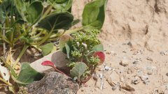 Chorizanthe corrugata