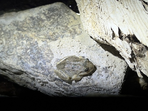 iNaturalist observation photo of California Tree Frog