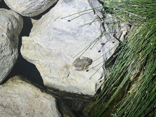 iNaturalist observation photo of California Tree Frog