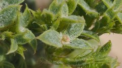 Chorizanthe corrugata