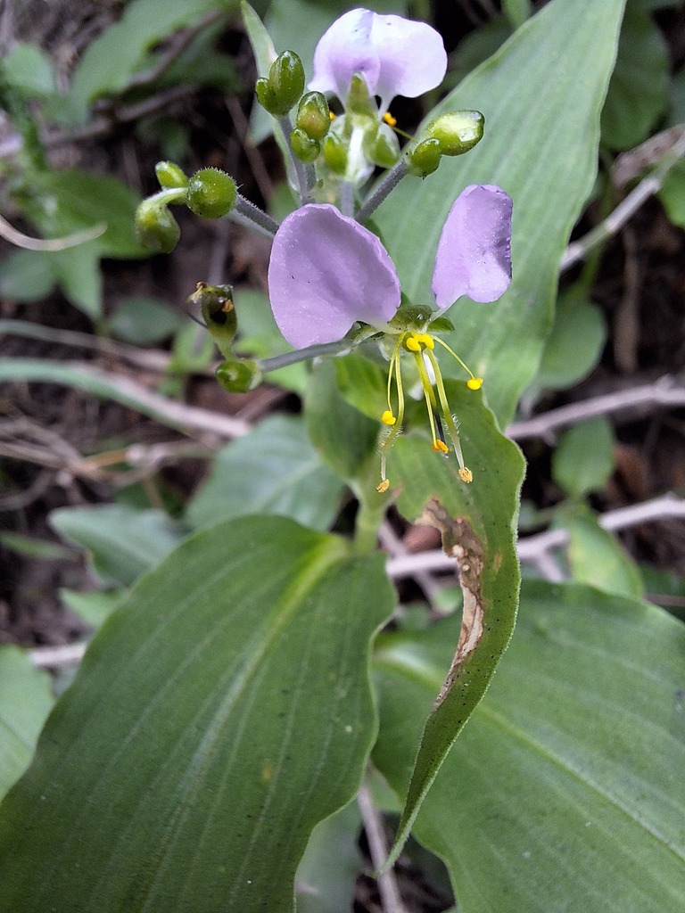 Aneilema brunneospermum