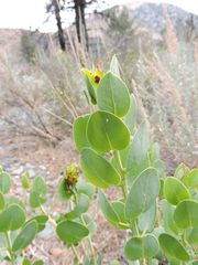 Arctostaphylos patula