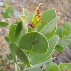 Arctostaphylos patula