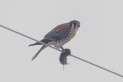 Falco sparverius sparverius