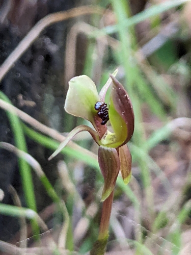 Image of Chiloglottis trapeziformis by (c) Ashleigh Robbins, some rights reserved (CC BY)