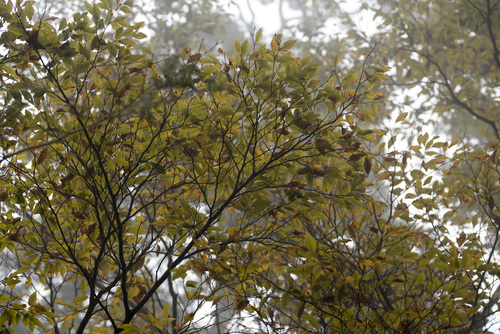 Image of Fagus hayatae by (c) Licheng Shih, some rights reserved (CC BY)