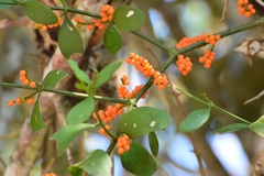 Phoradendron quadrangulare