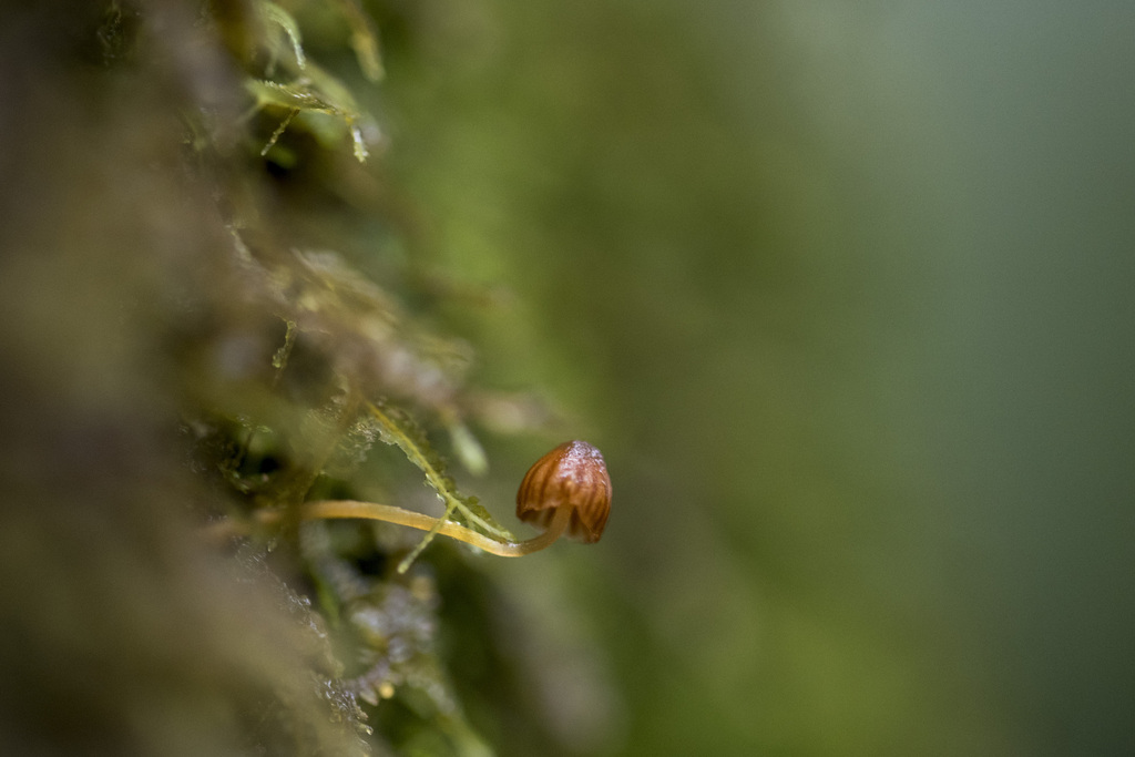 Galerina subcerina