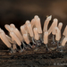 半髮網黏菌屬 - Photo 由 Alison Pollack 所上傳的 (c) Alison Pollack，保留部份權利CC BY-NC