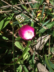 Callirhoe involucrata