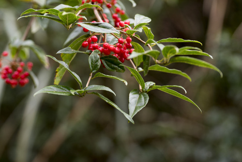 Image of Viburnum foetidum by (c) Licheng Shih, some rights reserved (CC BY)