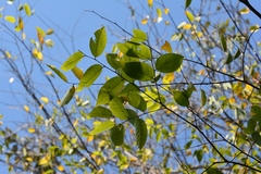 Ulmus ismaelis