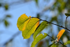 Ulmus ismaelis