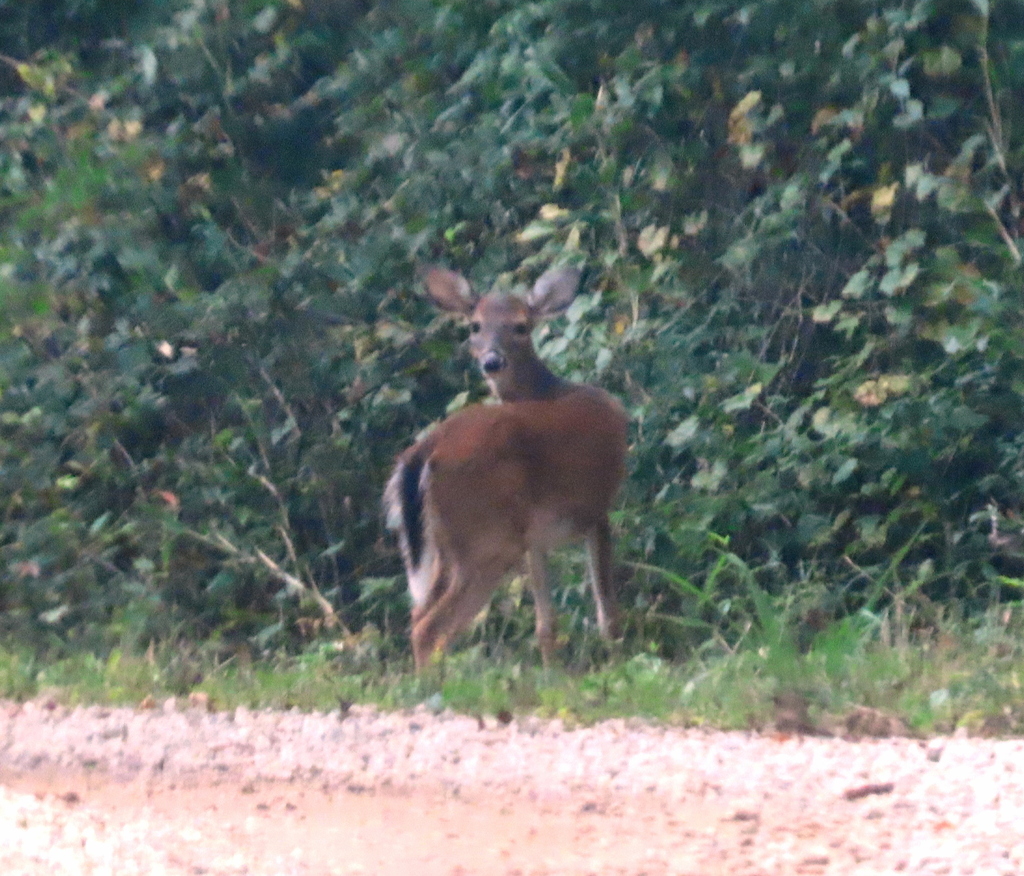 White Tailed Deer From Tuckahoe Wma Screven County Ga On October 15