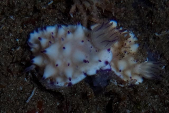 Beau Vallon Magnificent Slug