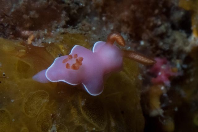 Verconia romeri