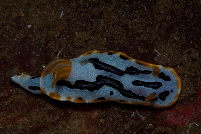 Diana's Chromodoris