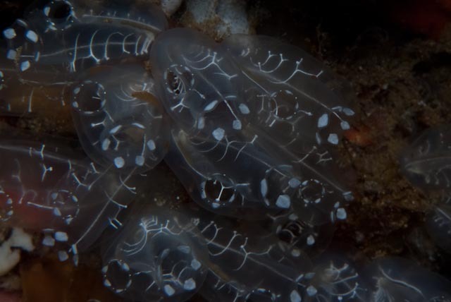 Diazona formosa