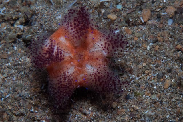 Fire Urchin
