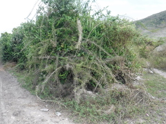 Byttneria microphylla