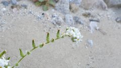 Cryptantha barbigera fergusoniae