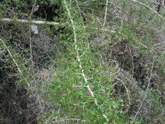 Byttneria microphylla