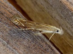 Isophrictis magnella