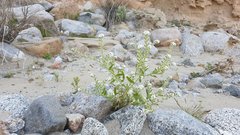 Cryptantha barbigera fergusoniae
