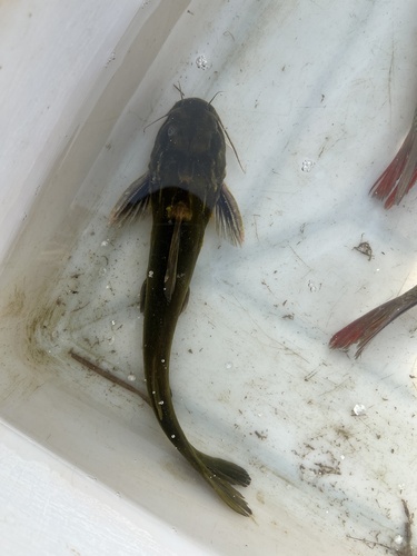 Korean Bullhead