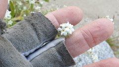 Cryptantha barbigera fergusoniae