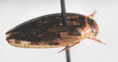 Coptotomus