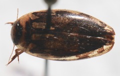 Coptotomus
