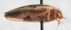 Coptotomus