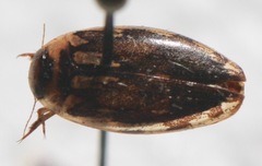Coptotomus