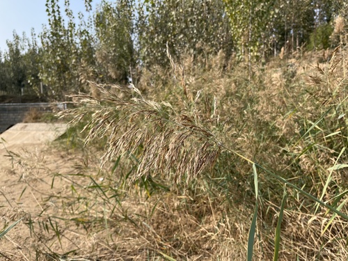 common reed