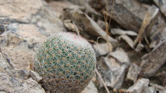 Escobaria tuberculosa varicolor