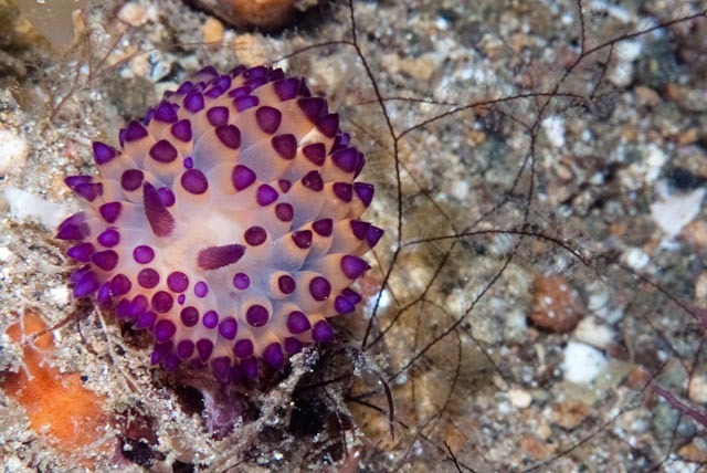 Janolus flavoanulatus
