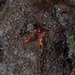 アナモリチュウコシオリエビ