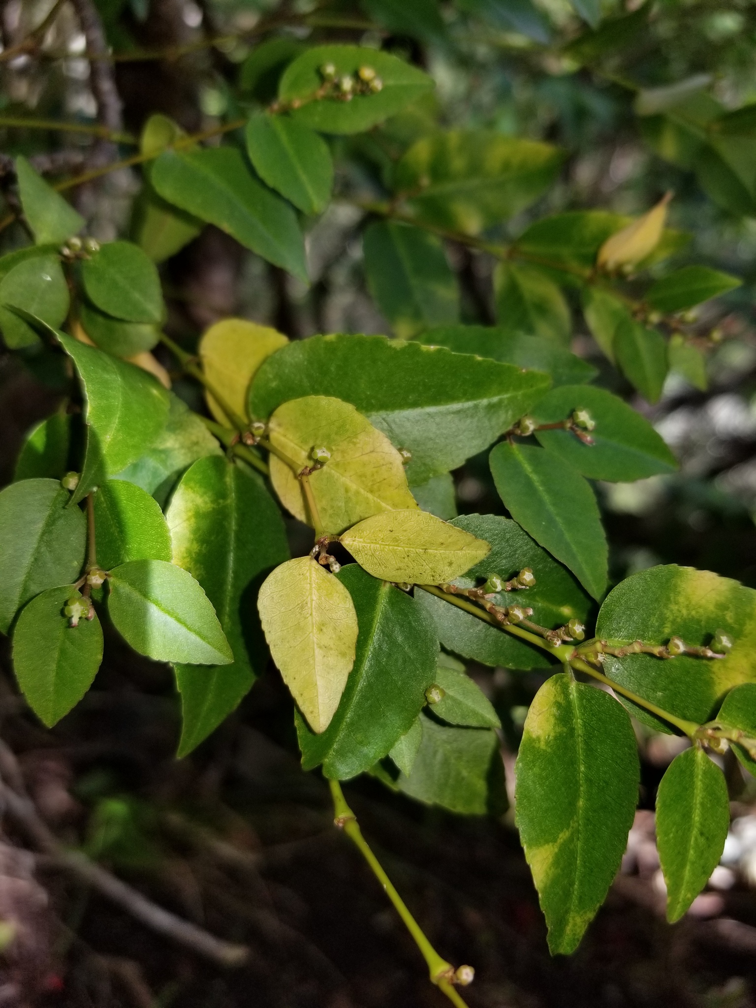 Euphorbia arnottiana