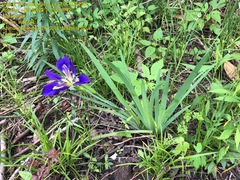 Iris brevicaulis