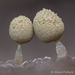 Golden Apple Slime Mold - Photo (c) Alison Pollack, some rights reserved (CC BY-NC), uploaded by Alison Pollack