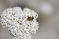 Stenostrophia tribalteata