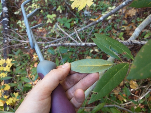 Western Chinkapin foliage