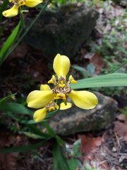 Trimezia steyermarkii