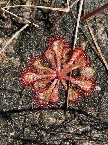 Natal Sundew