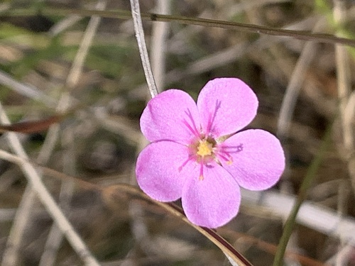 Natal Sundew