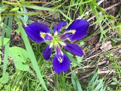 Iris brevicaulis