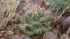 Coryphantha robustispina scheeri