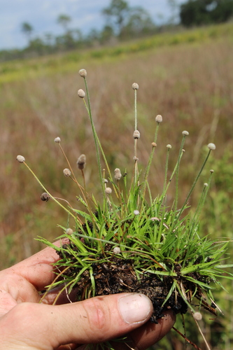 Image of Paepalanthus minor by (c) Scott Ward, some rights reserved (CC BY)