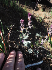 Streptanthus hispidus